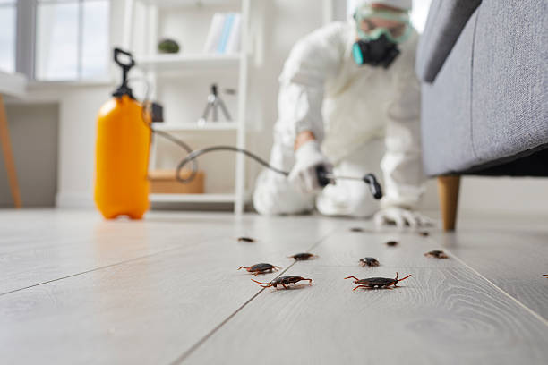 Post-Treatment Bed Bug Interceptor Monitoring in New London
